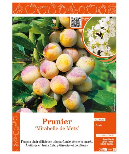 PRUNIER MIRABELLE DE METZ