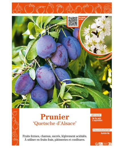 PRUNIER QUETSCHE D'ALSACE