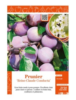 PRUNIER REINE-CLAUDE CONDUCTA
