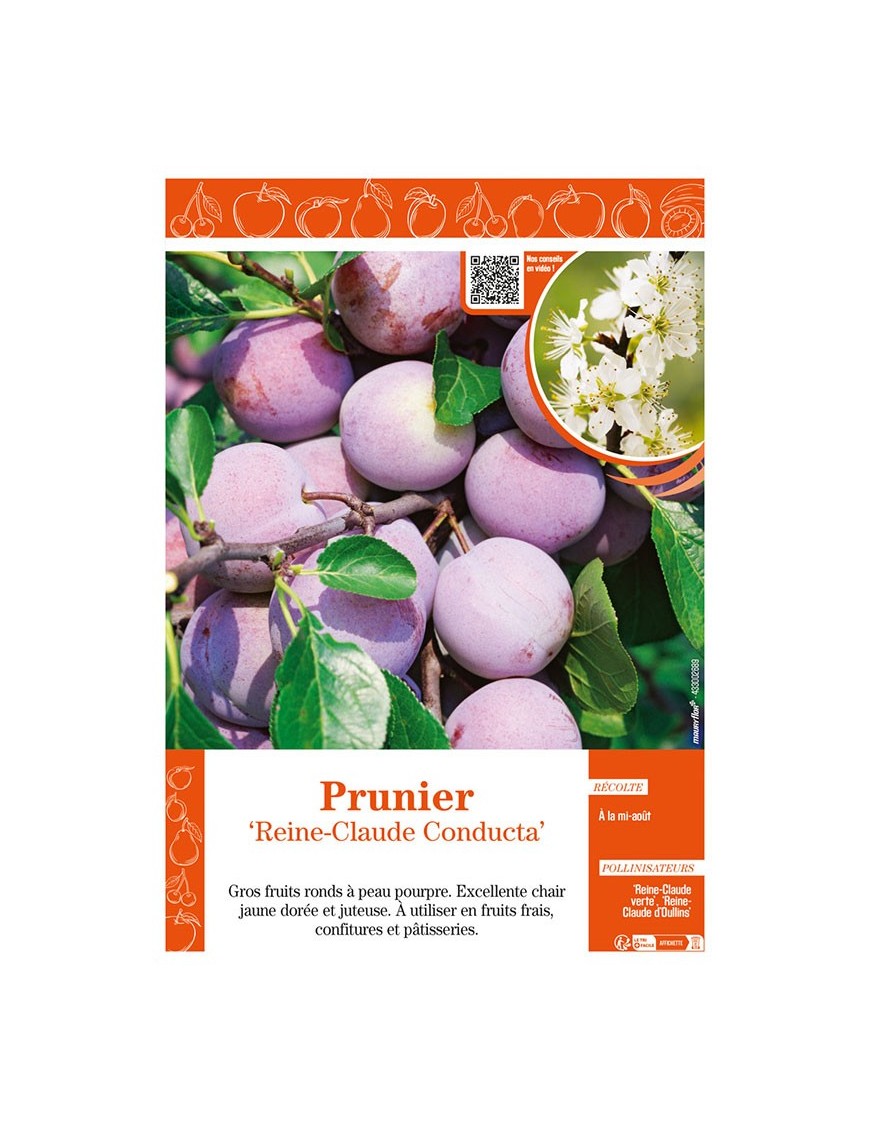 PRUNIER REINE-CLAUDE CONDUCTA