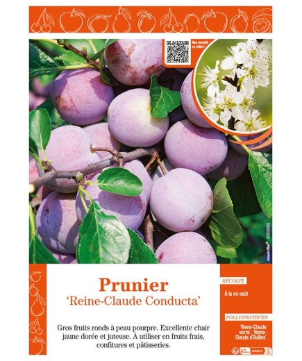 PRUNIER REINE-CLAUDE CONDUCTA