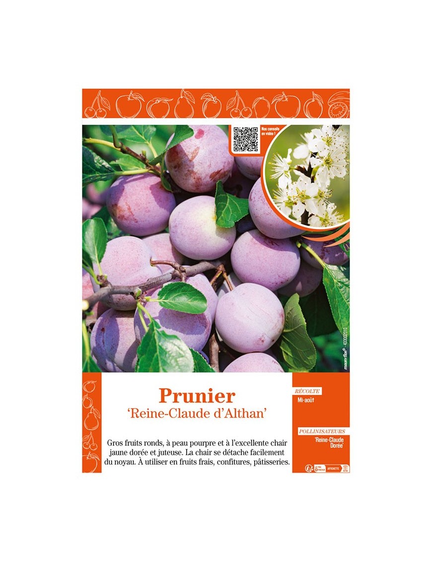 PRUNIER REINE-CLAUDE D'ALTHAN