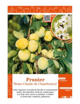PRUNIER REINE-CLAUDE DE CHAMBOURCY