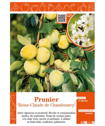 PRUNIER REINE-CLAUDE DE CHAMBOURCY