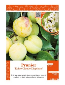 PRUNIER REINE-CLAUDE DIAPHANE