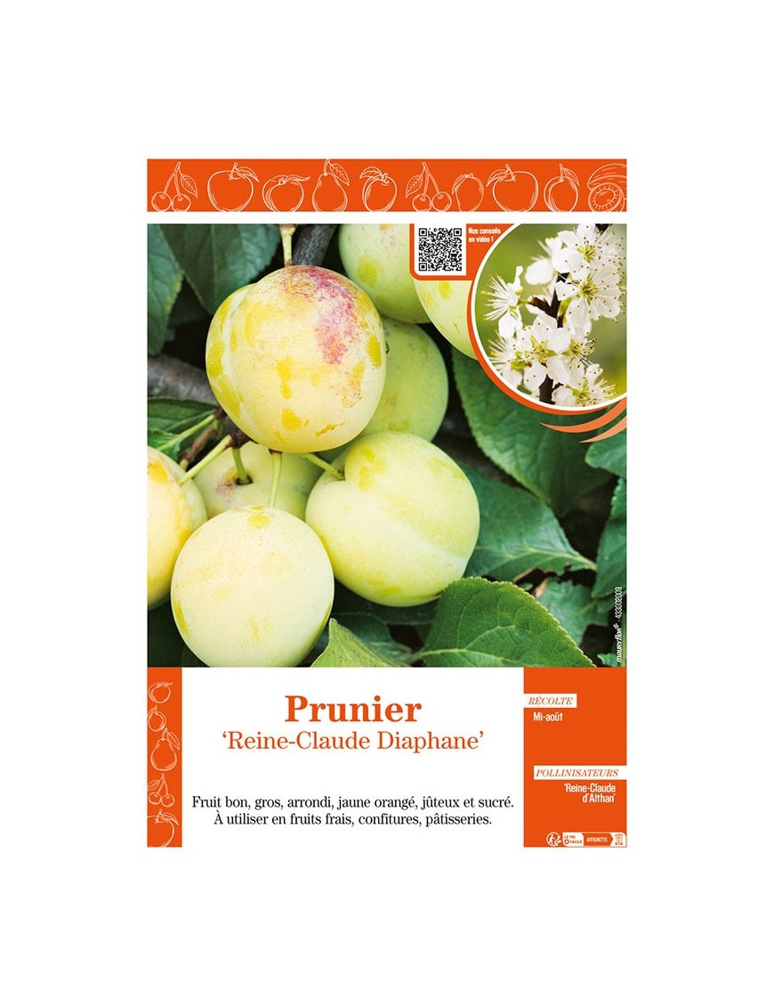 PRUNIER REINE-CLAUDE DIAPHANE
