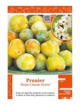 PRUNIER REINE-CLAUDE DORÉE