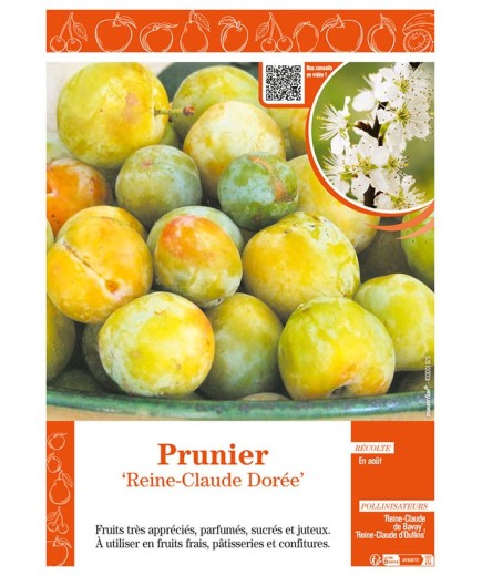 PRUNIER REINE-CLAUDE DORÉE