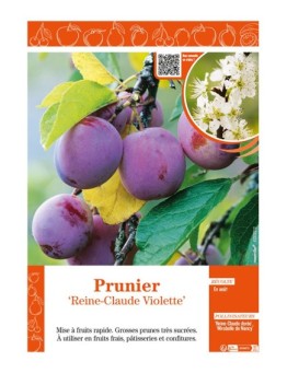 PRUNIER REINE-CLAUDE VIOLETTE