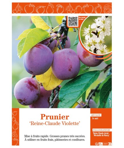 PRUNIER REINE-CLAUDE VIOLETTE
