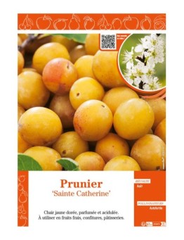 PRUNIER SAINTE CATHERINE