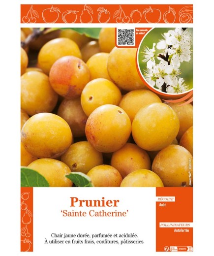 PRUNIER SAINTE CATHERINE