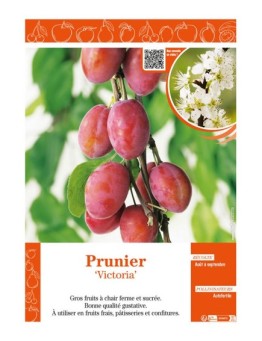 PRUNIER VICTORIA