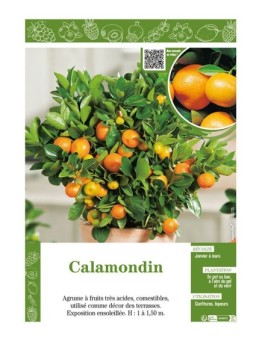 CALAMONDIN (CITRUS MADURENSIS)