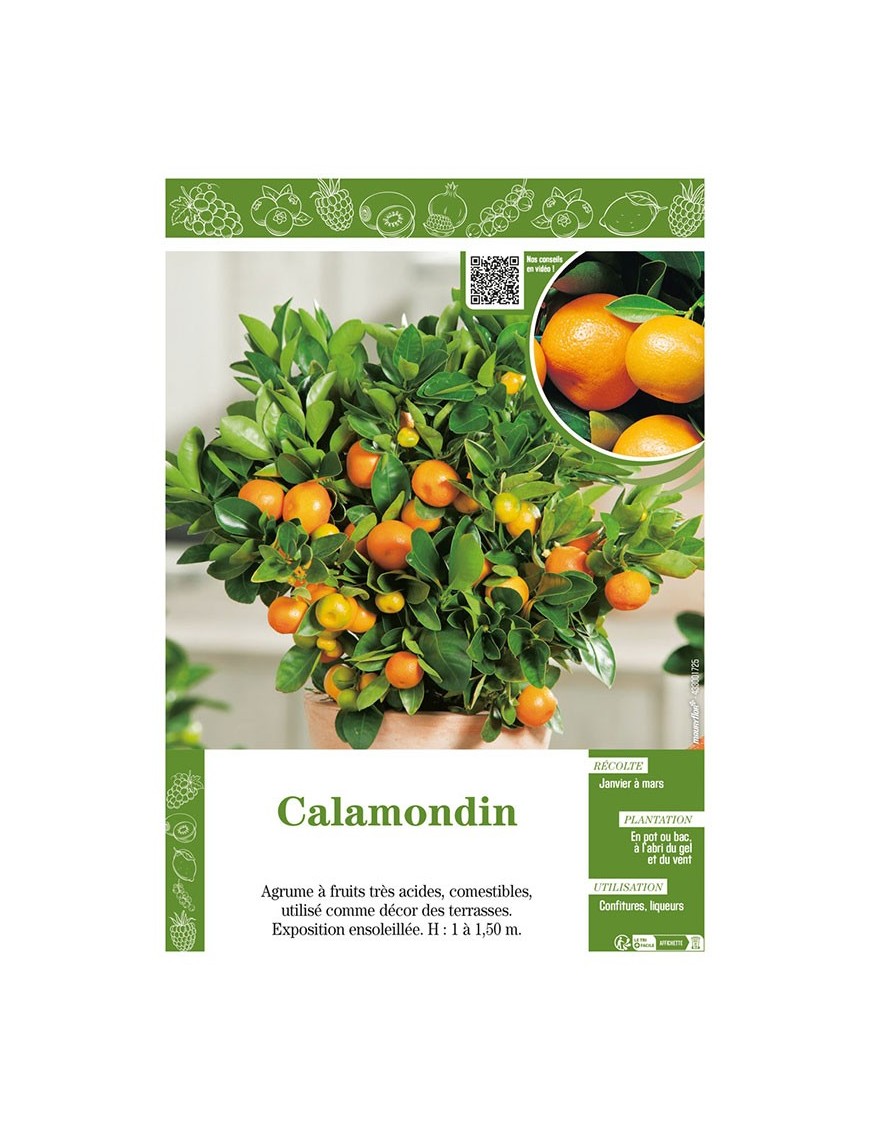 CALAMONDIN (CITRUS MADURENSIS)