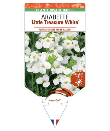 ARABETTE (caucasica) Little Treasure White