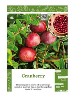 CRANBERRY (Vaccinium Macrocarpon)
