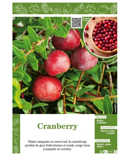 CRANBERRY (Vaccinium Macrocarpon)