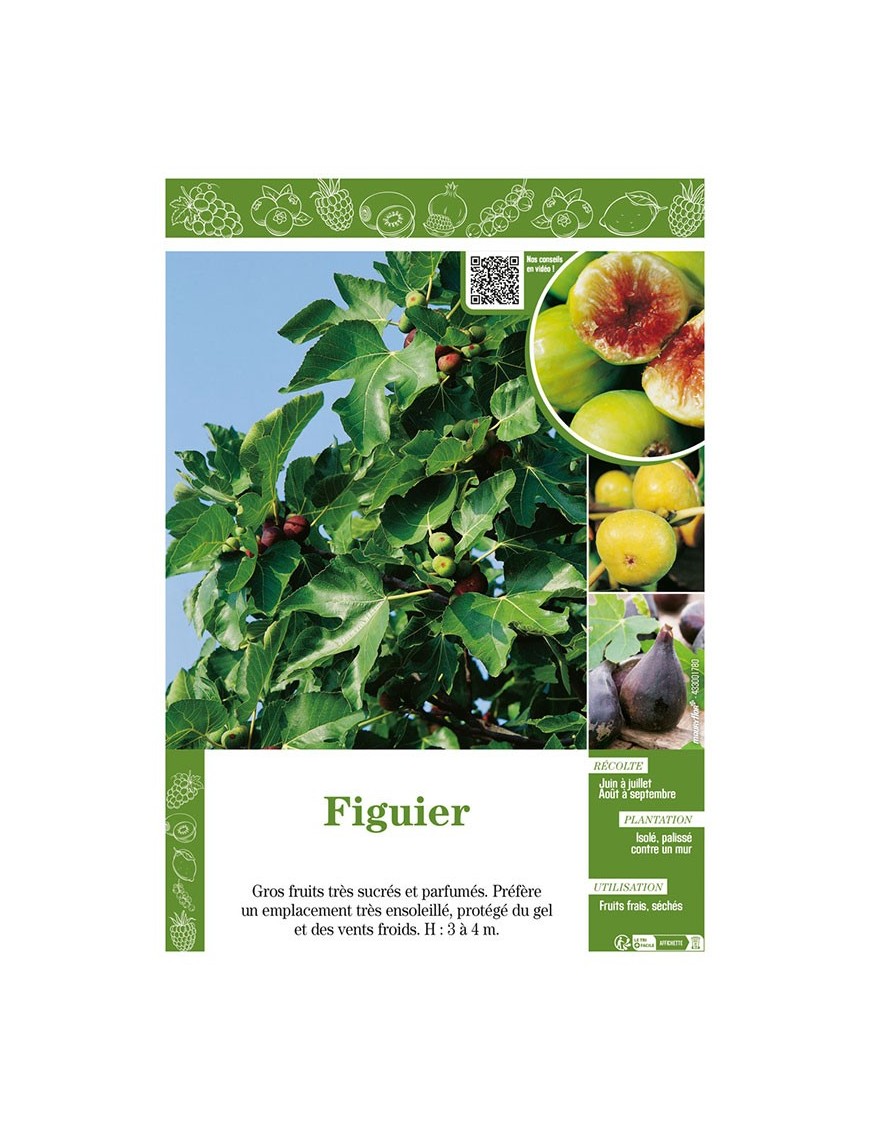 FIGUIER