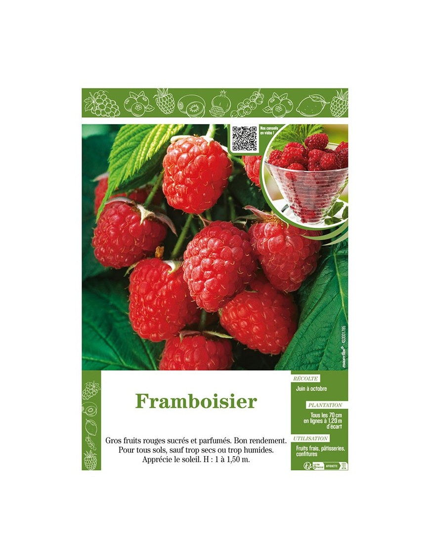 FRAMBOISIER (sans nom)