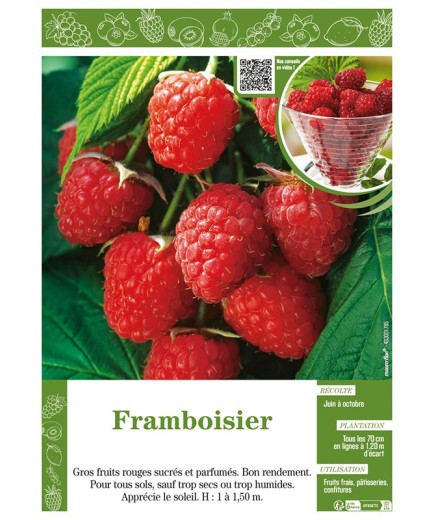FRAMBOISIER (sans nom)