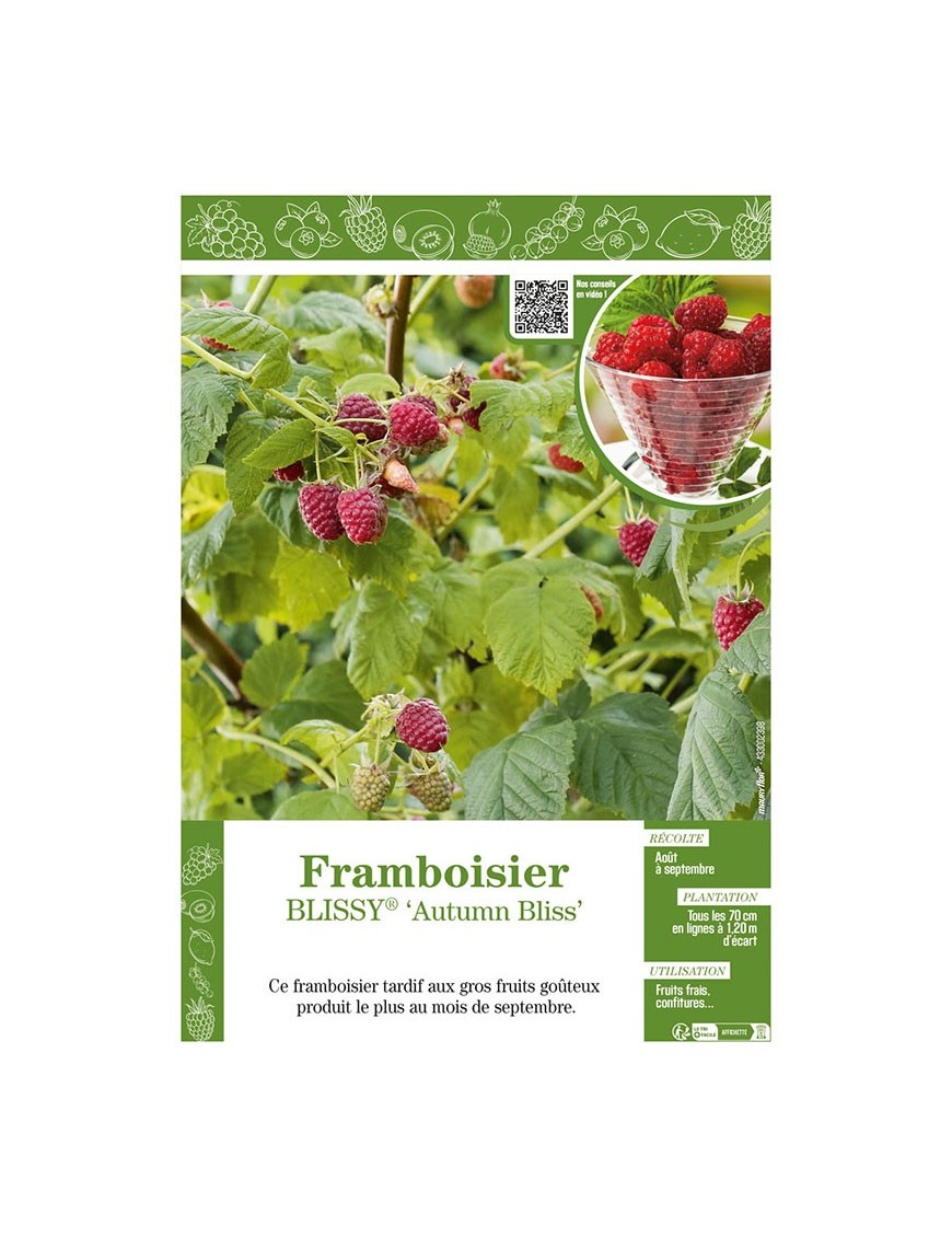 FRAMBOISIER BLISSY® AUTUMN BLISS