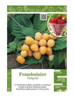FRAMBOISIER FALLGOLD