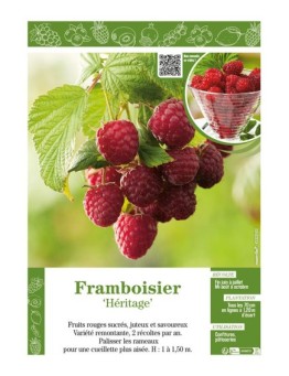 FRAMBOISIER HÉRITAGE