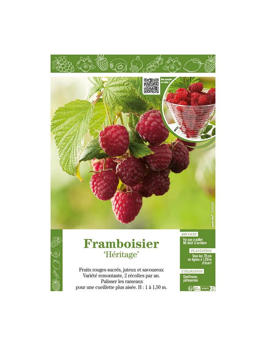 FRAMBOISIER HÉRITAGE