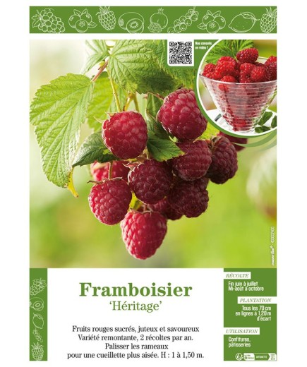 FRAMBOISIER HÉRITAGE