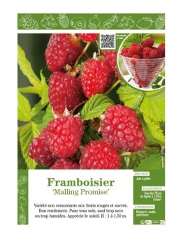 FRAMBOISIER MALLING PROMISE