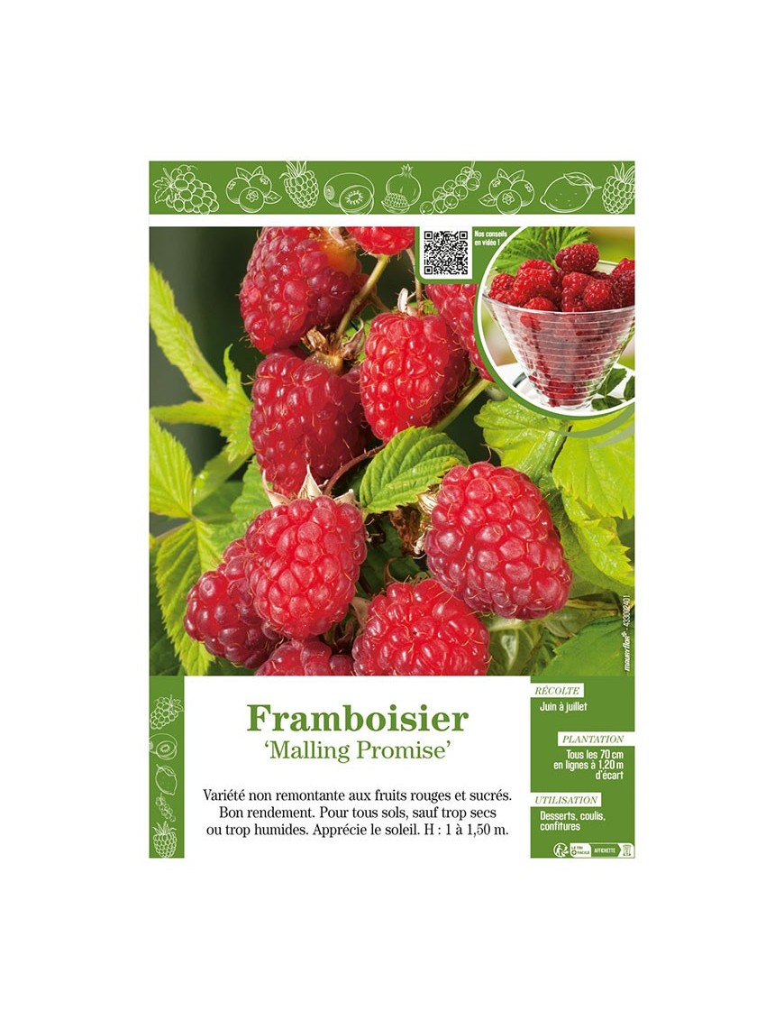 FRAMBOISIER MALLING PROMISE