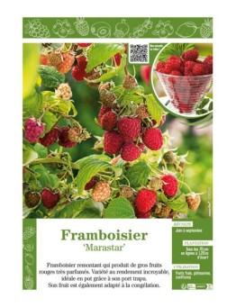 FRAMBOISIER MARASTAR