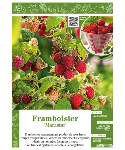 FRAMBOISIER MARASTAR