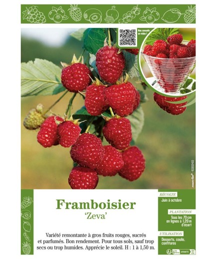 FRAMBOISIER ZEVA