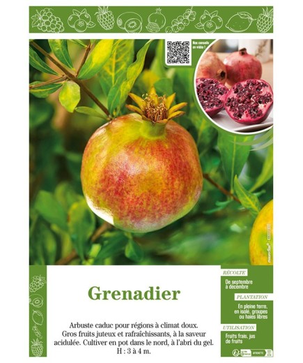 GRENADIER (À FRUITS)