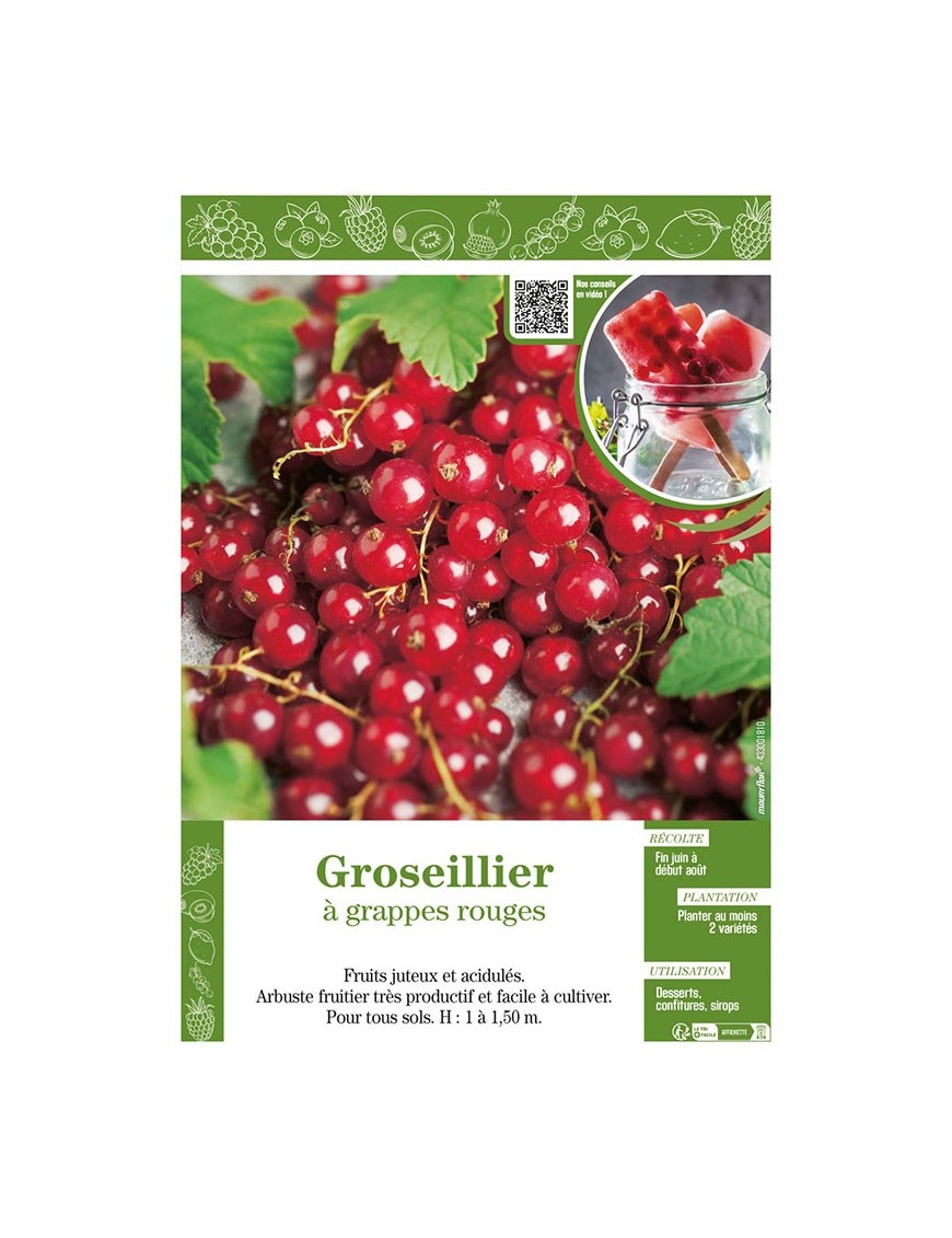 GROSEILLIER À GRAPPES ROUGES