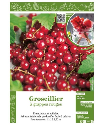 GROSEILLIER À GRAPPES ROUGES