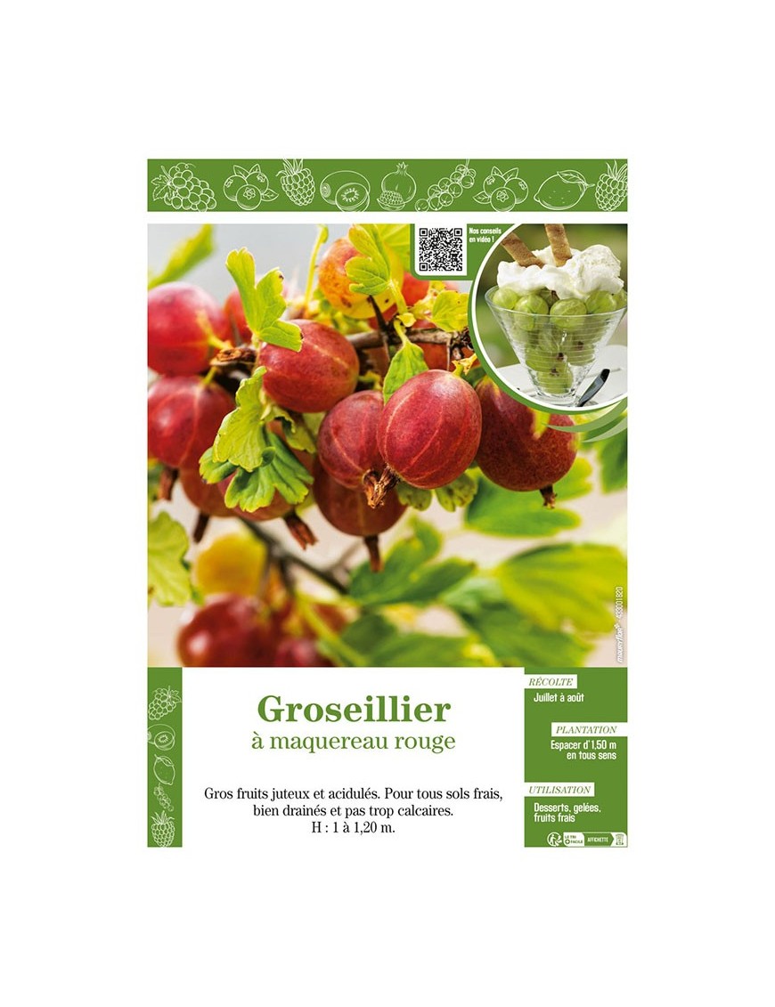 GROSEILLIER À MAQUEREAU ROUGE