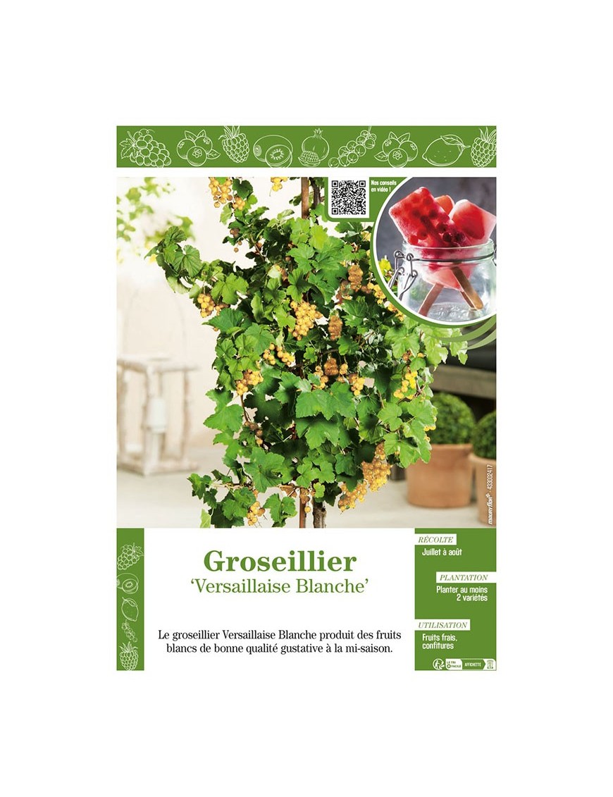 GROSEILLIER VERSAILLAISE BLANCHE