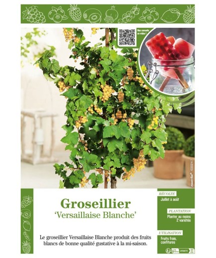 GROSEILLIER VERSAILLAISE BLANCHE