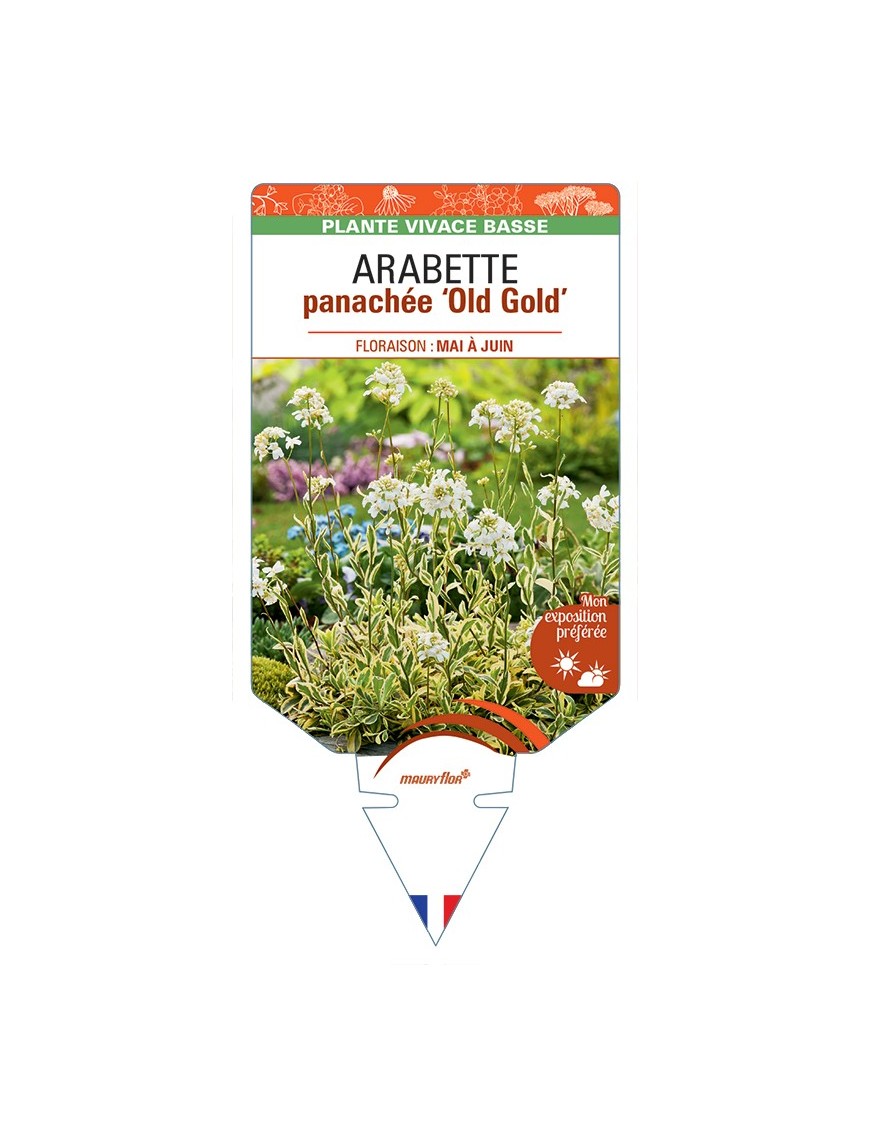 ARABETTE (ferdinandi-coburgii) panachée Old Gold