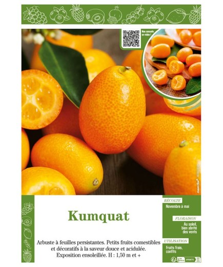 KUMQUAT (FORTUNELLA)