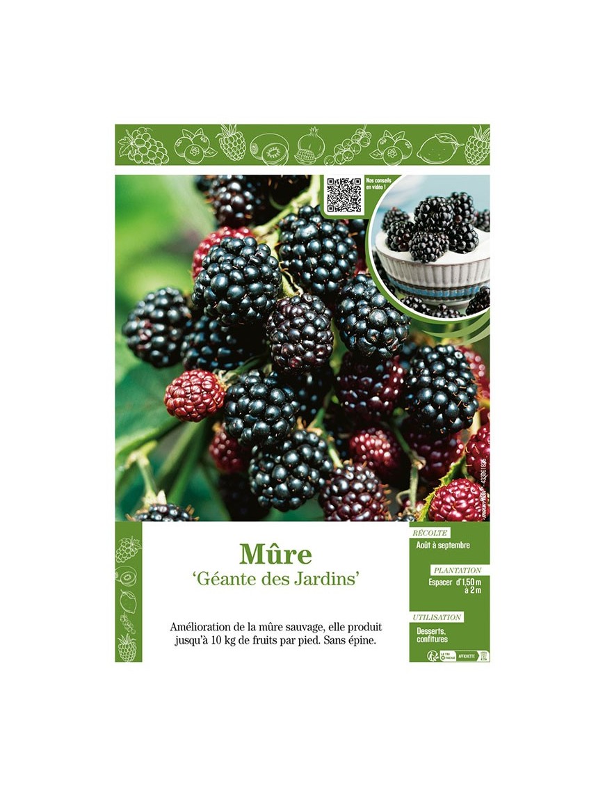 MÛRE GÉANTE DES JARDINS