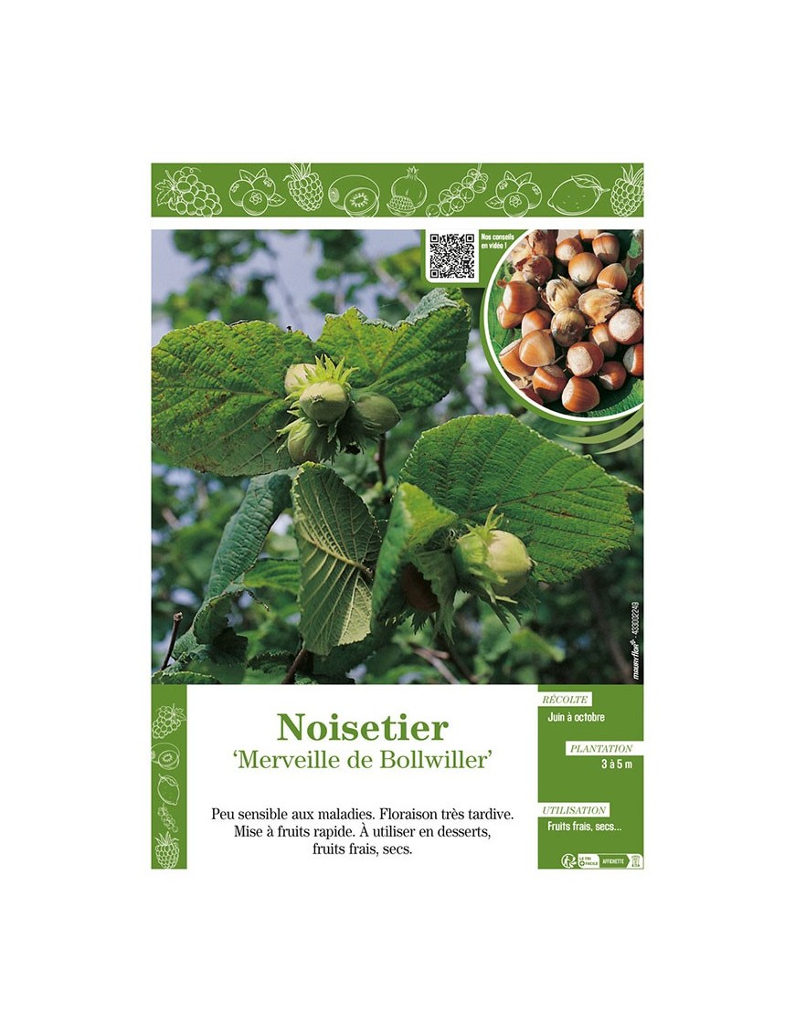 NOISETIER MERVEILLE DE BOLLWILLER