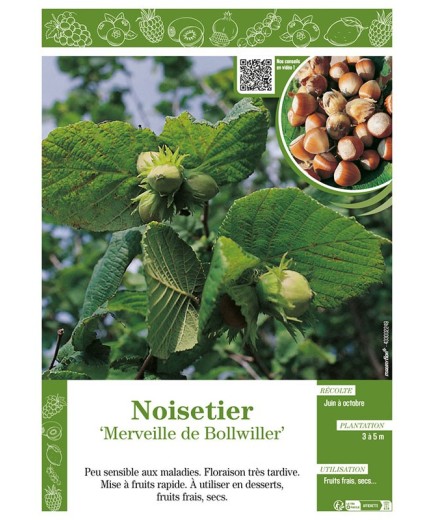 NOISETIER MERVEILLE DE BOLLWILLER