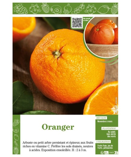 ORANGER