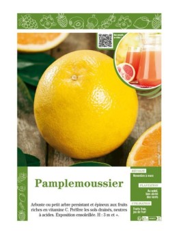 PAMPLEMOUSSIER