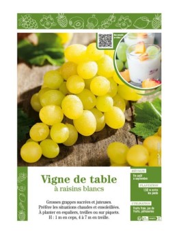 VIGNE DE TABLE À RAISINS BLANCS