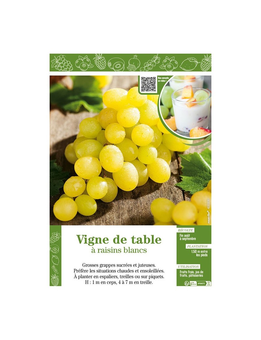 VIGNE DE TABLE À RAISINS BLANCS
